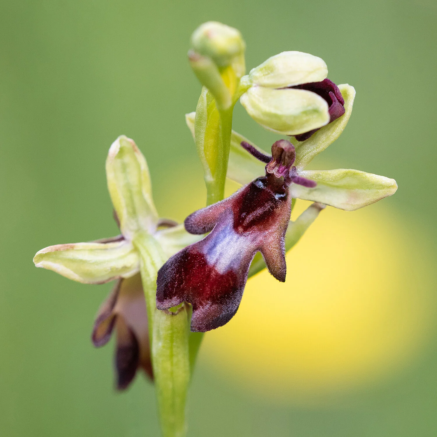 Fly Orchid-8845.jpg