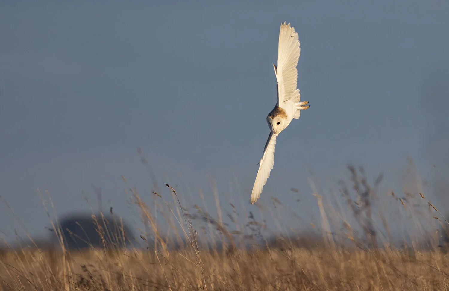 Barn Owl-2379-Edit-denoise-denoise.jpg