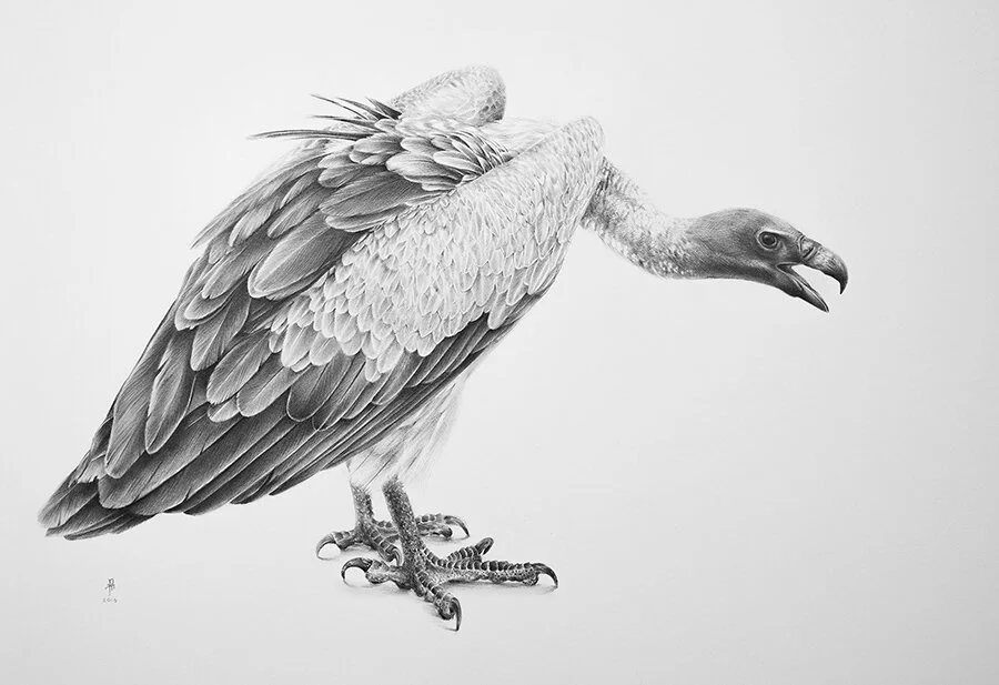 African white-backed vulture_Pencil.jpg