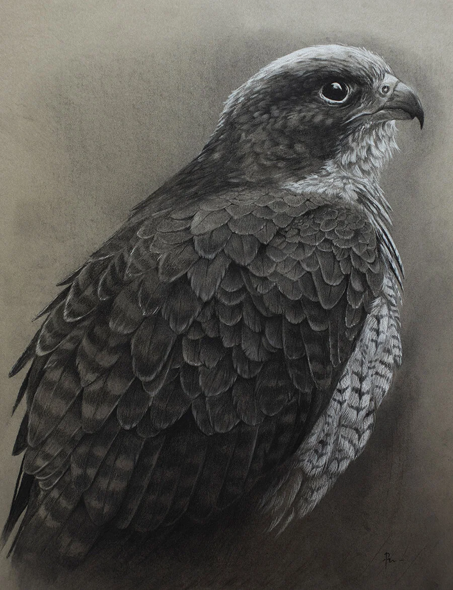 Peregrine Falcon_Charcoal.jpg