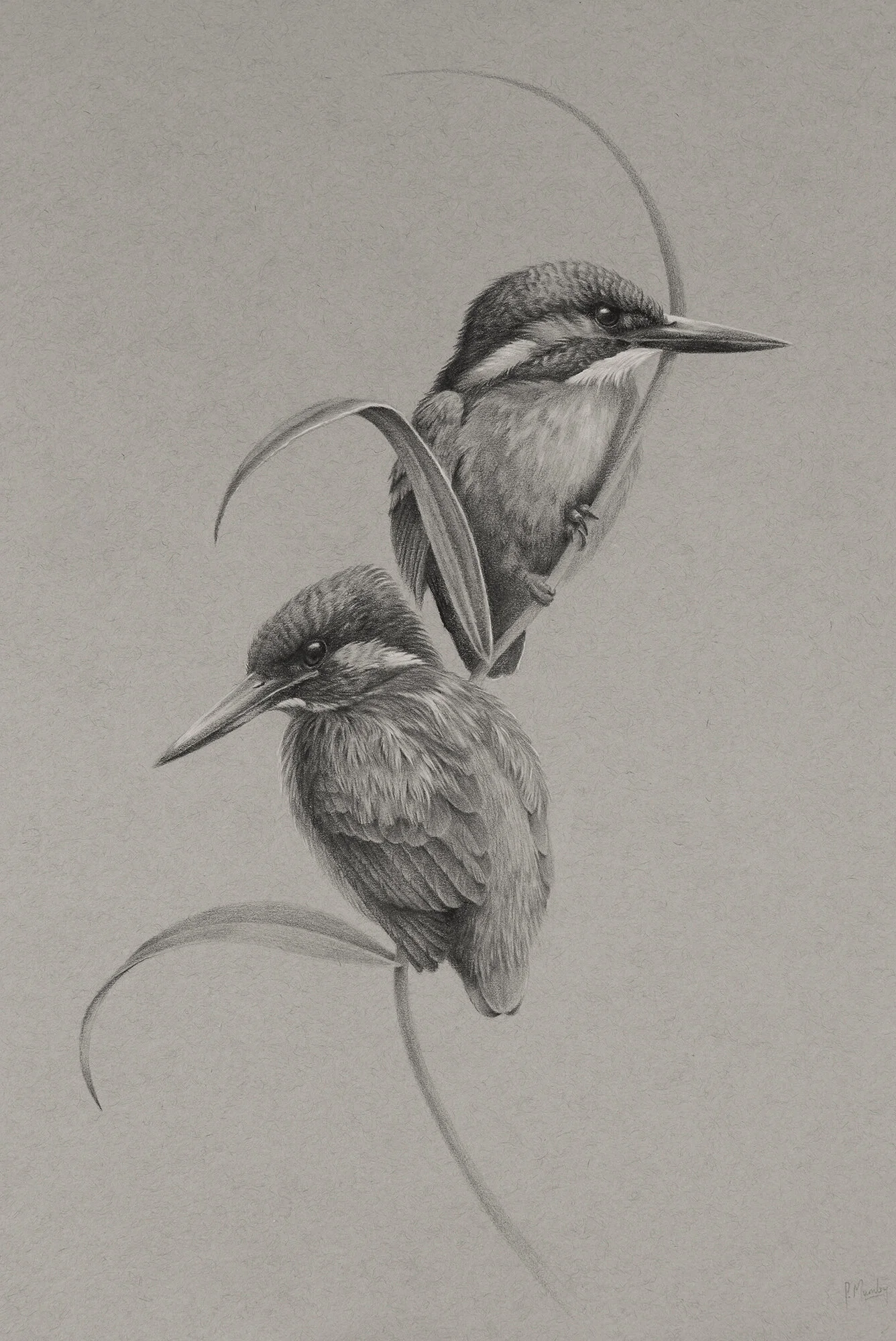 Halcyons_web store.jpg