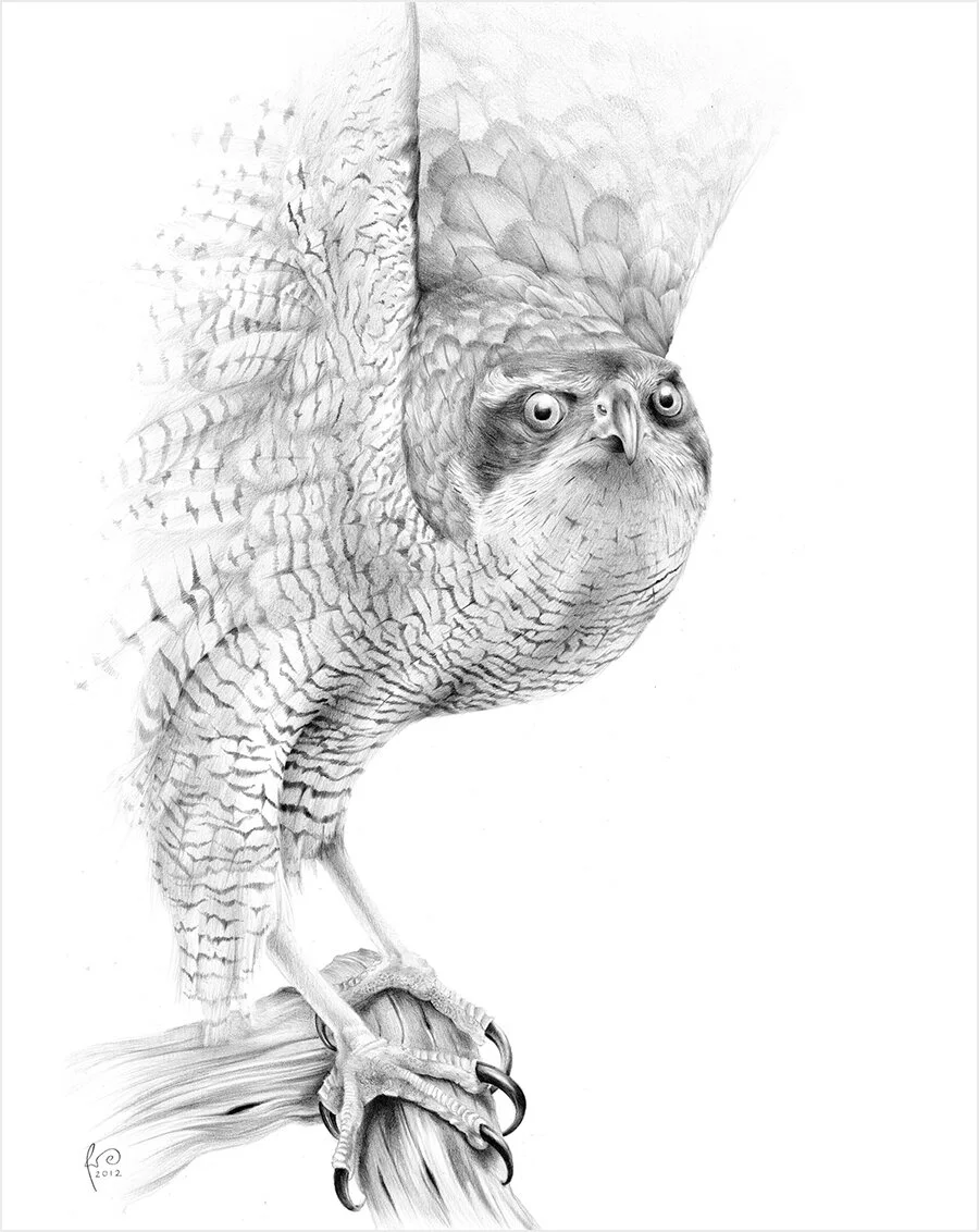Goshawk_Pencil.jpg