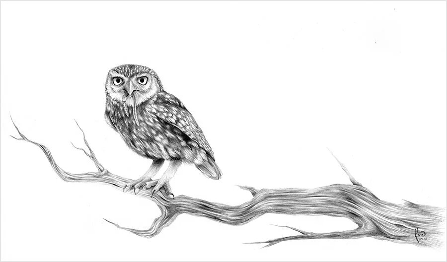 Little Owl_Pencil.jpg