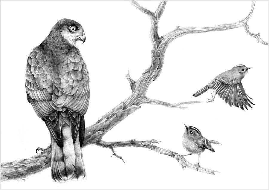 Sparrowhawk_Pencil.jpg