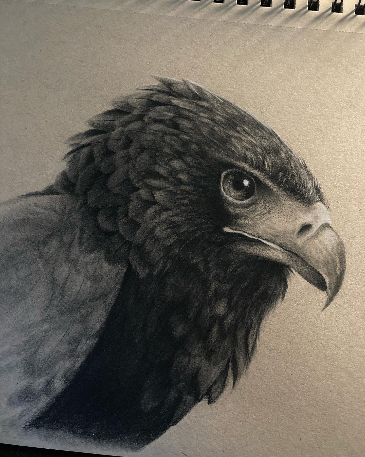 Been chipping away at this bateleur eagle sketchbook study in my spare time this week&hellip;

#birdartist #birdartwork #birdart #birddrawing #birdlovers #birdofprey #bateleureagle #eagle #falconry #wildlifeart #wildlifeartist #charcoalart #charcoald