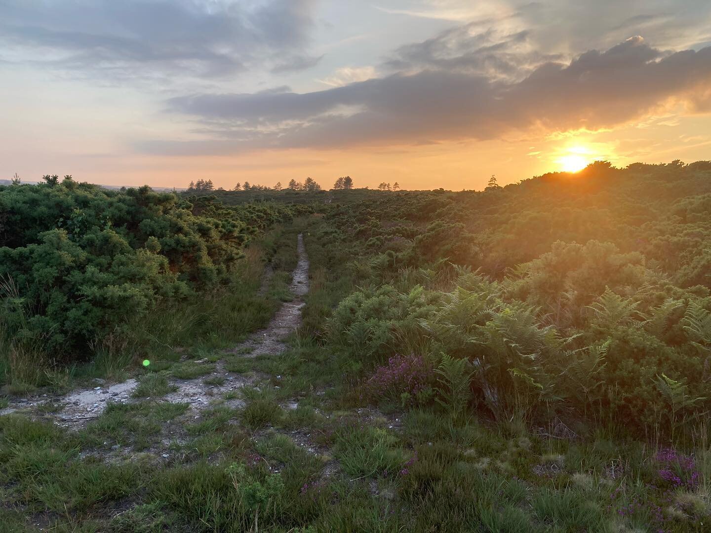 Spent the eve of my 41st trip around the sun on a tranquil Dorset heathland - silver studded blues flitting at my feet, Dartford warblers skulking in the gorse, and then as the light slowly drained from the sky the beautiful sound and sight of nightj