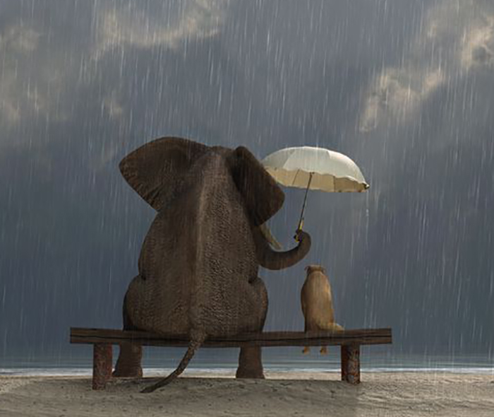 Copyright: <a href='https://www.123rf.com/profile_mikekiev'>mikekiev / 123RF Stock Photo</a>