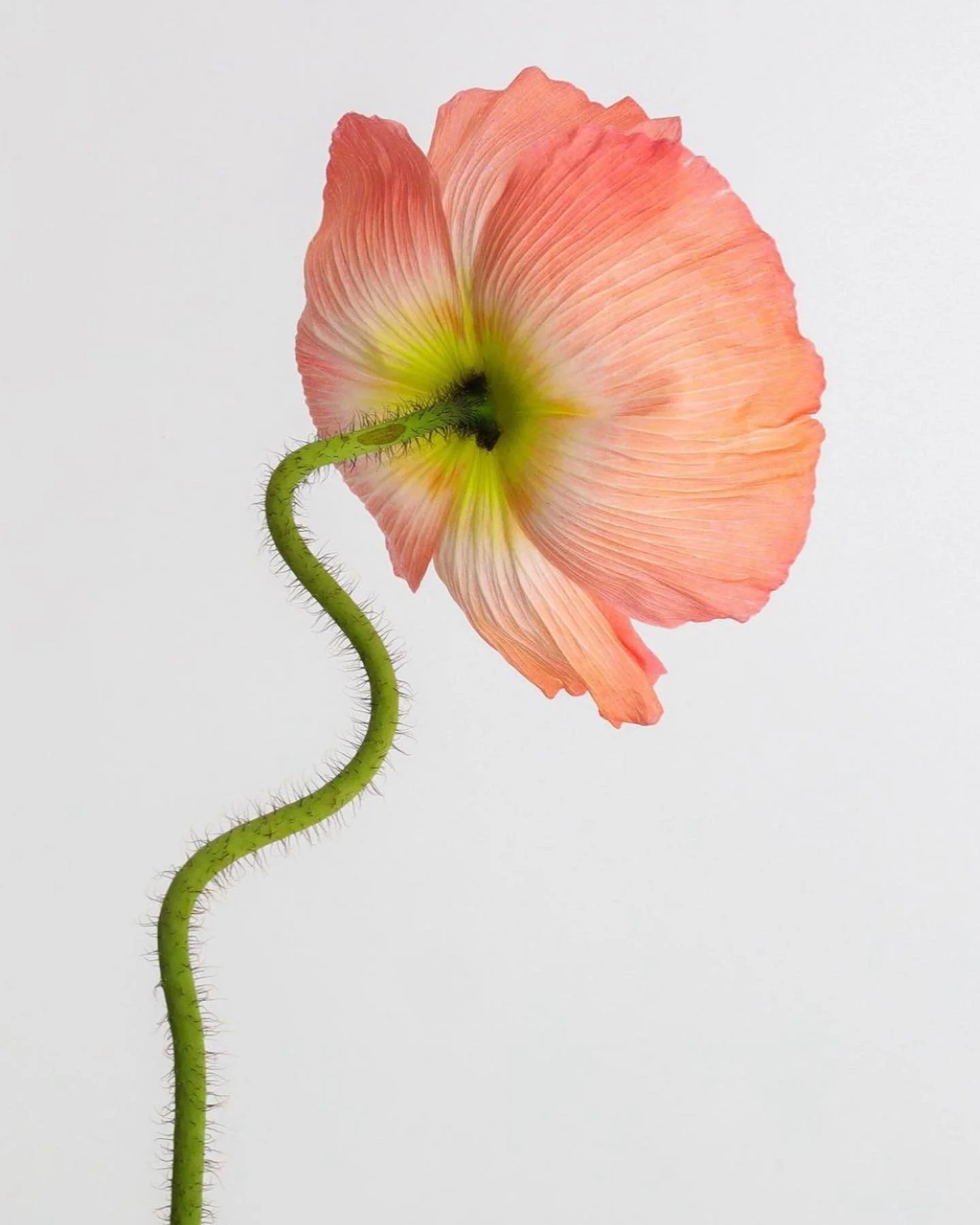 📸 // @hattiemolloy 

I used to like pink (hot pink specifically) when I was younger. Loving this blush coral flower. Matches well with the current color series project / warm hues. 

See more at the Boulder County Artisan Market on May 13th 🙃☀️