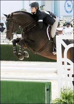 Stallone VDL. Multiple Ribbon winner Medal/Maclay/USET finals.