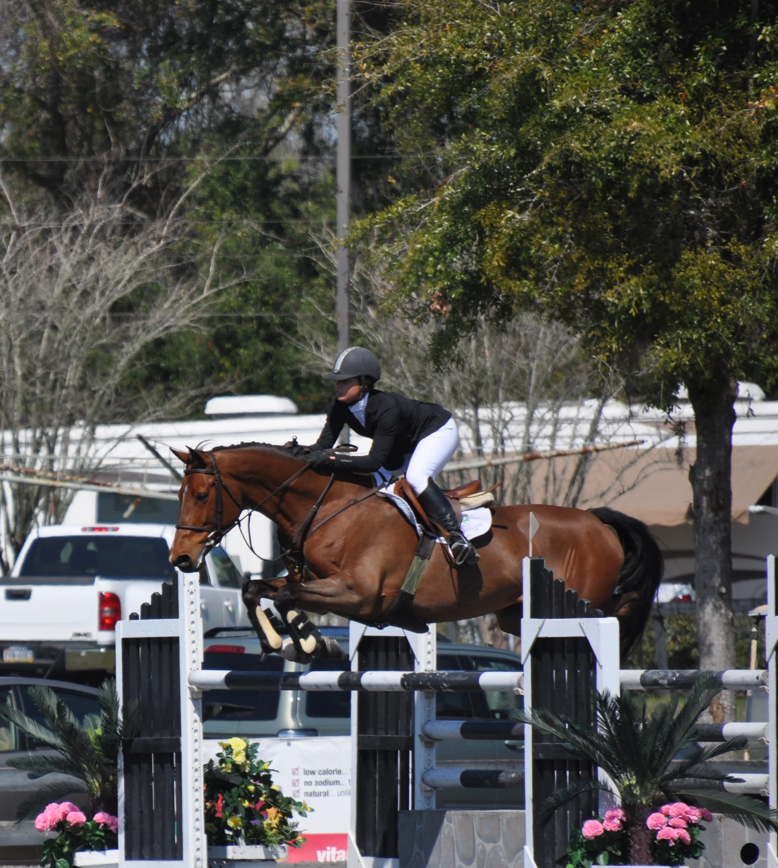 Valotti VDL - Winner in 1.40m and Jr/Am jumpers