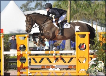 Profyta Velvet VDL- Hi Jr Jumper & Eq winner