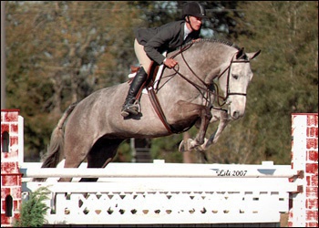 Thate - Pre green and junior hunter