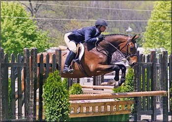 Stellar - Adult and children's hunter champion 