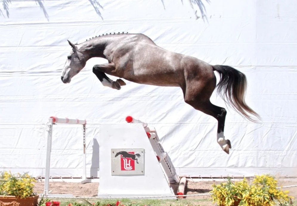 Refinada - 2010 hunter or jumper prospect. Fantastic jumper - ribbons in pre greens and amateur friendly.