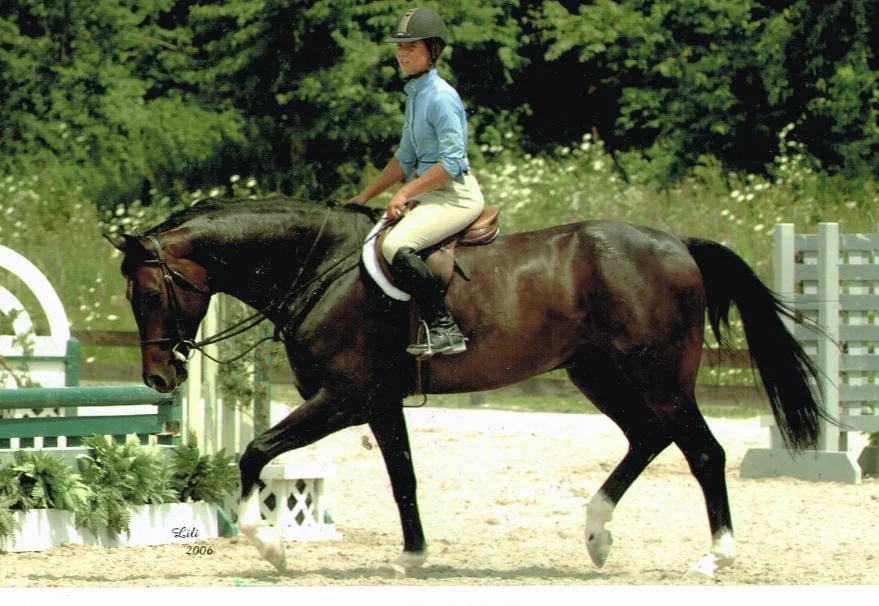 Stallone - amateur hunter and dressage horse