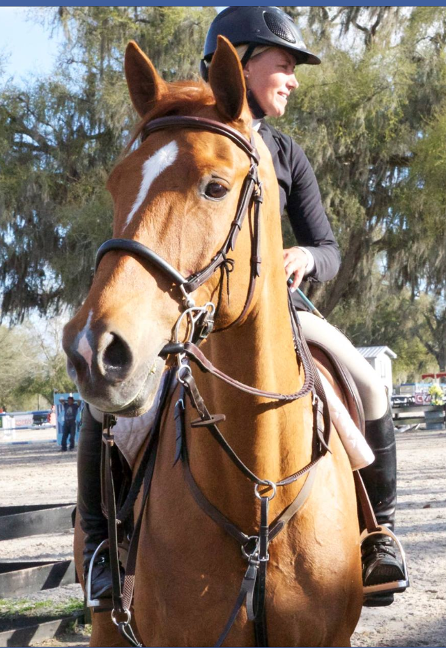 Gandor De Walput - Grand Prix Horse