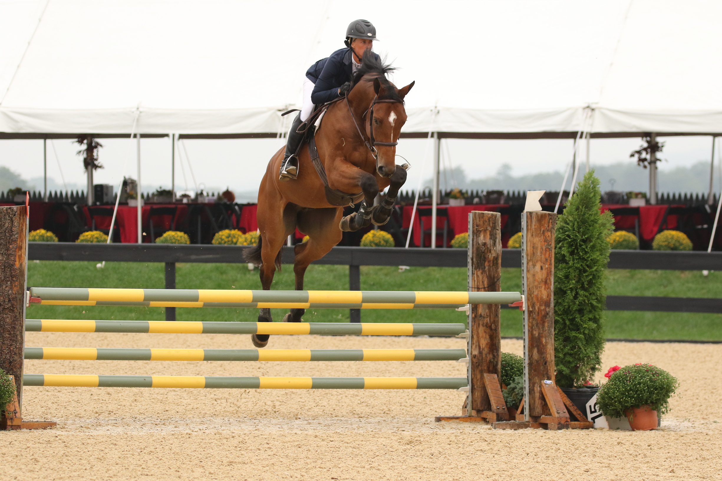 Ziron VDL - 2011 Zirocco Blue x Contender gelding - winner 4 yr futurity. He has everything - mind, talent, scope, technique. 
