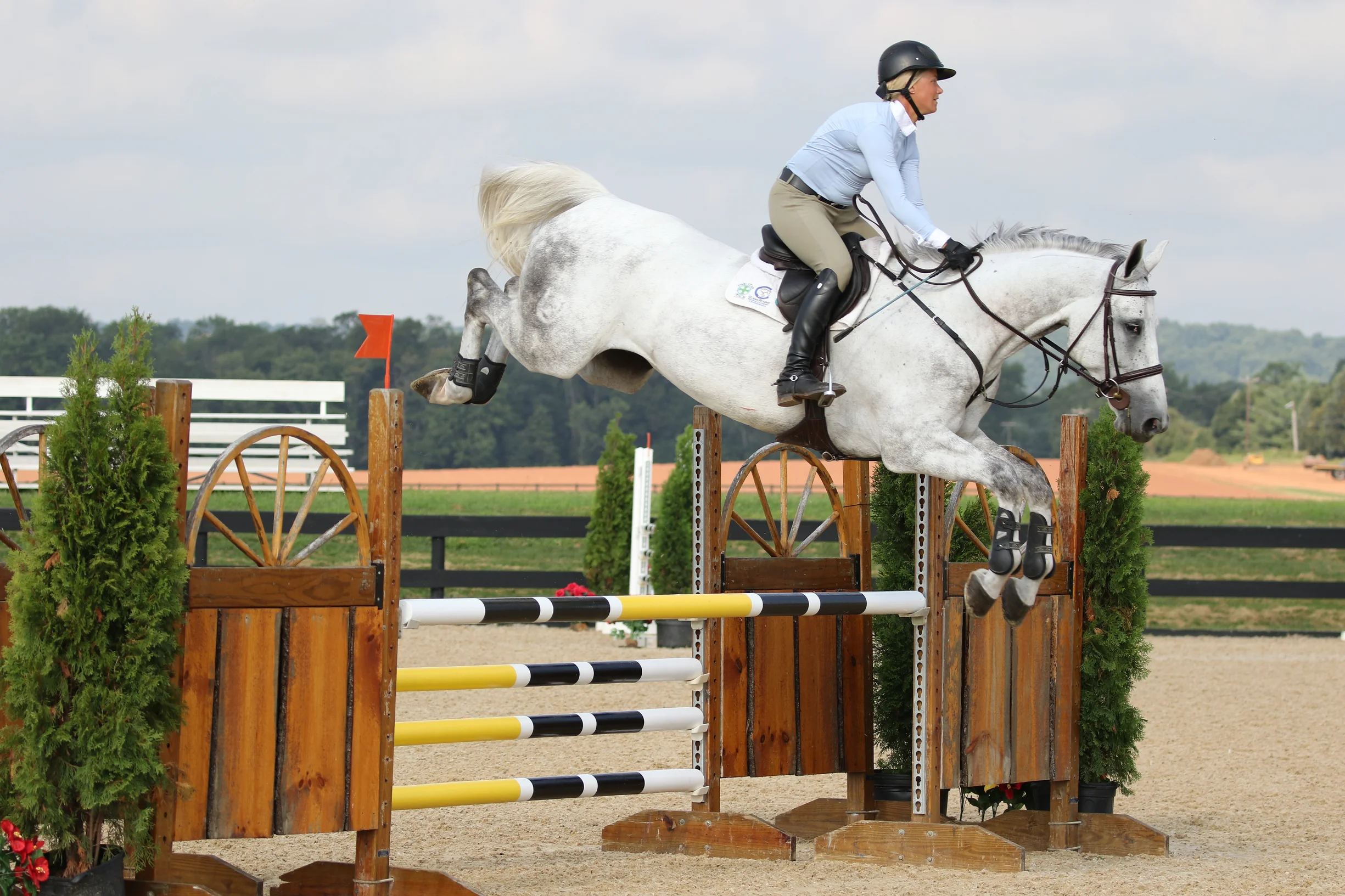 Antor Z - 2010 Zangersheide gelding: currently competing in 5 yr classes... Careful but easy. 