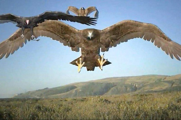 Everything Wrong With Birdemic: Shock & Terror