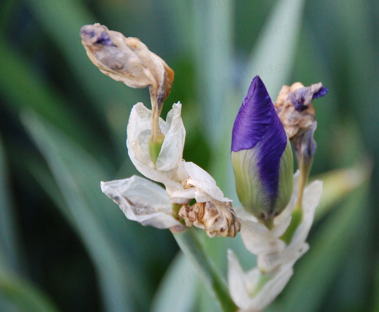 Copyright Iris-Dancer-saved-for-web.jpg