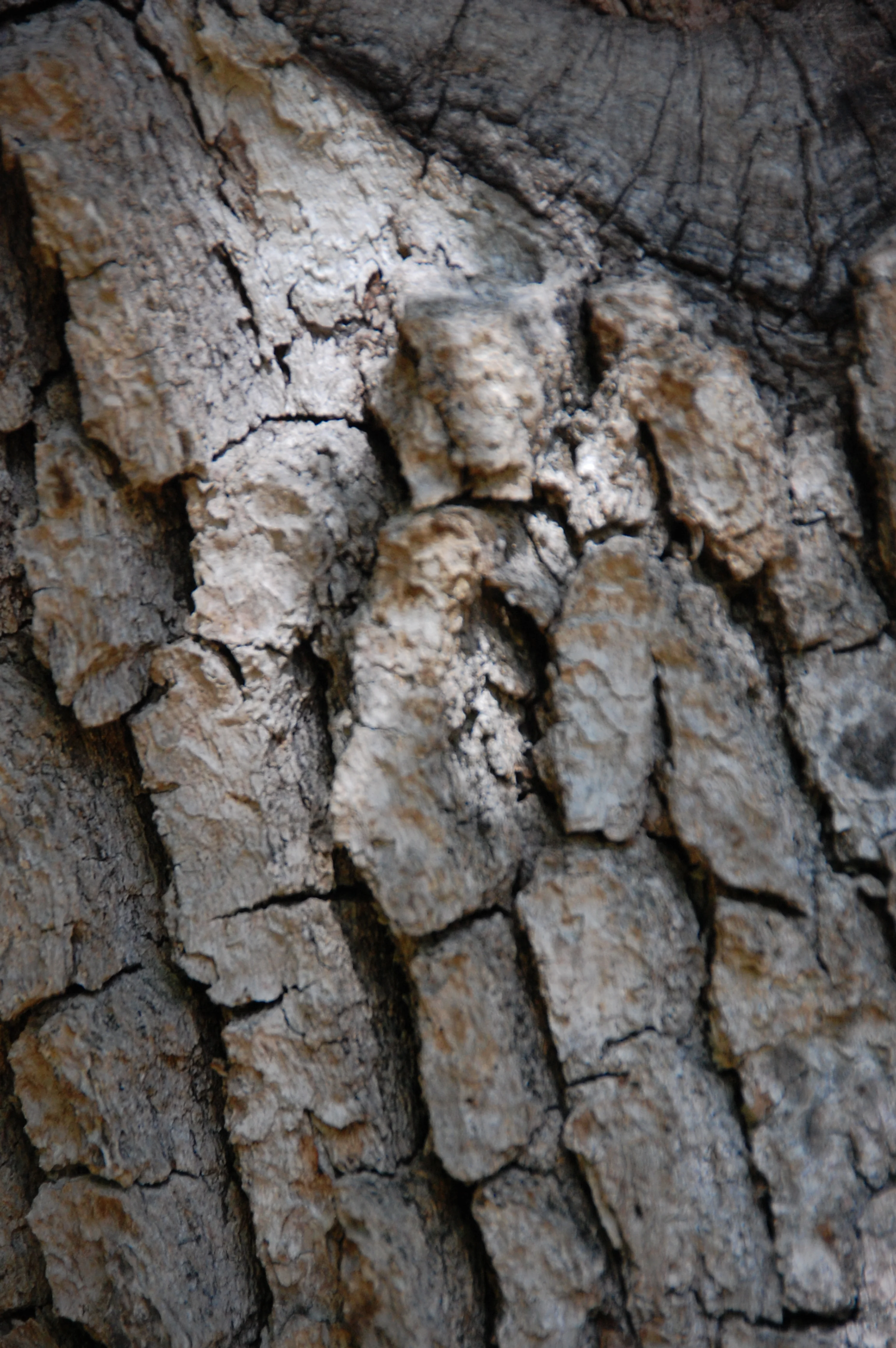 Cultivating Alert Attention: A Rationale