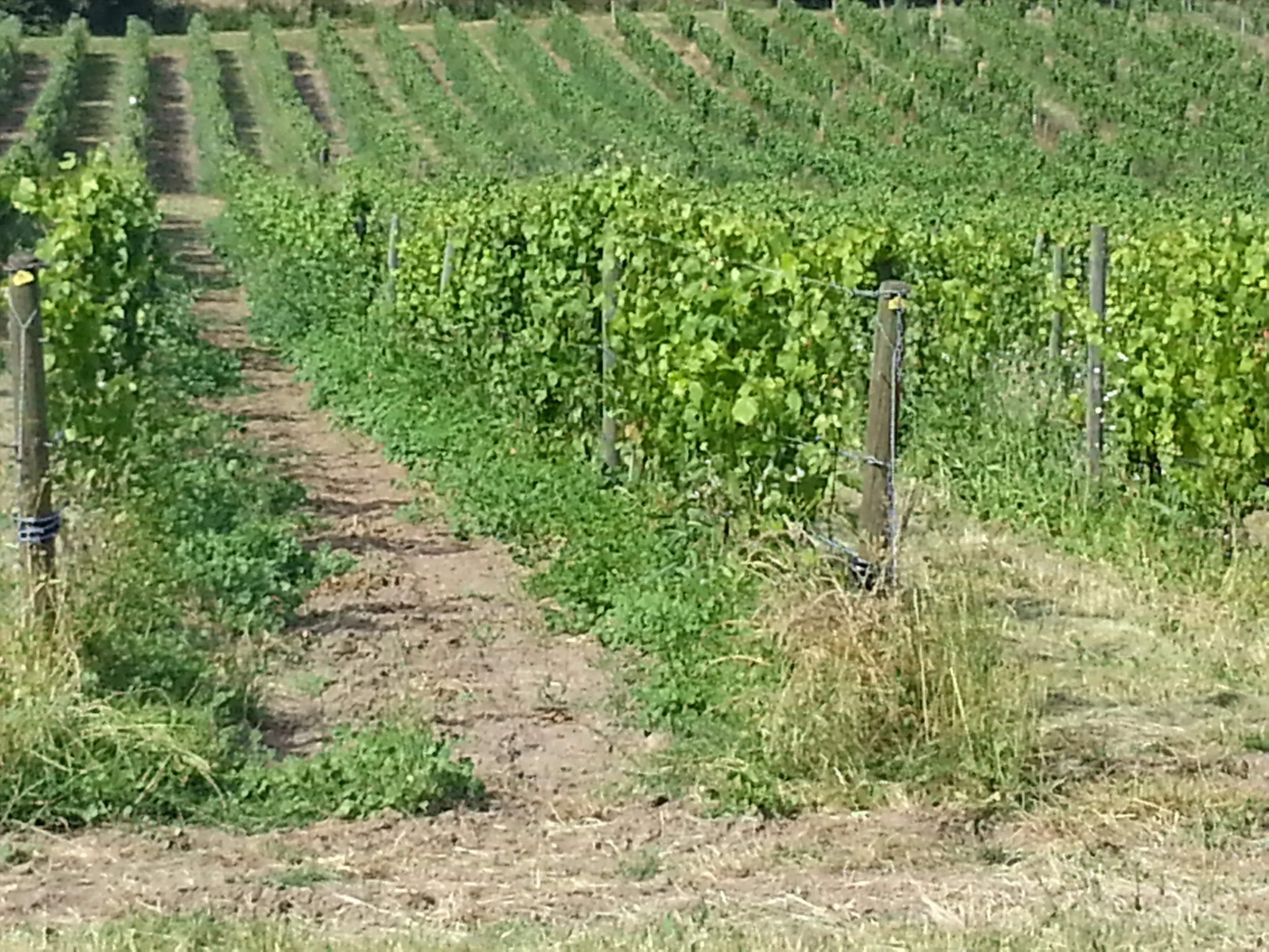 Studies for The Garden: Sketch for the Left Panel