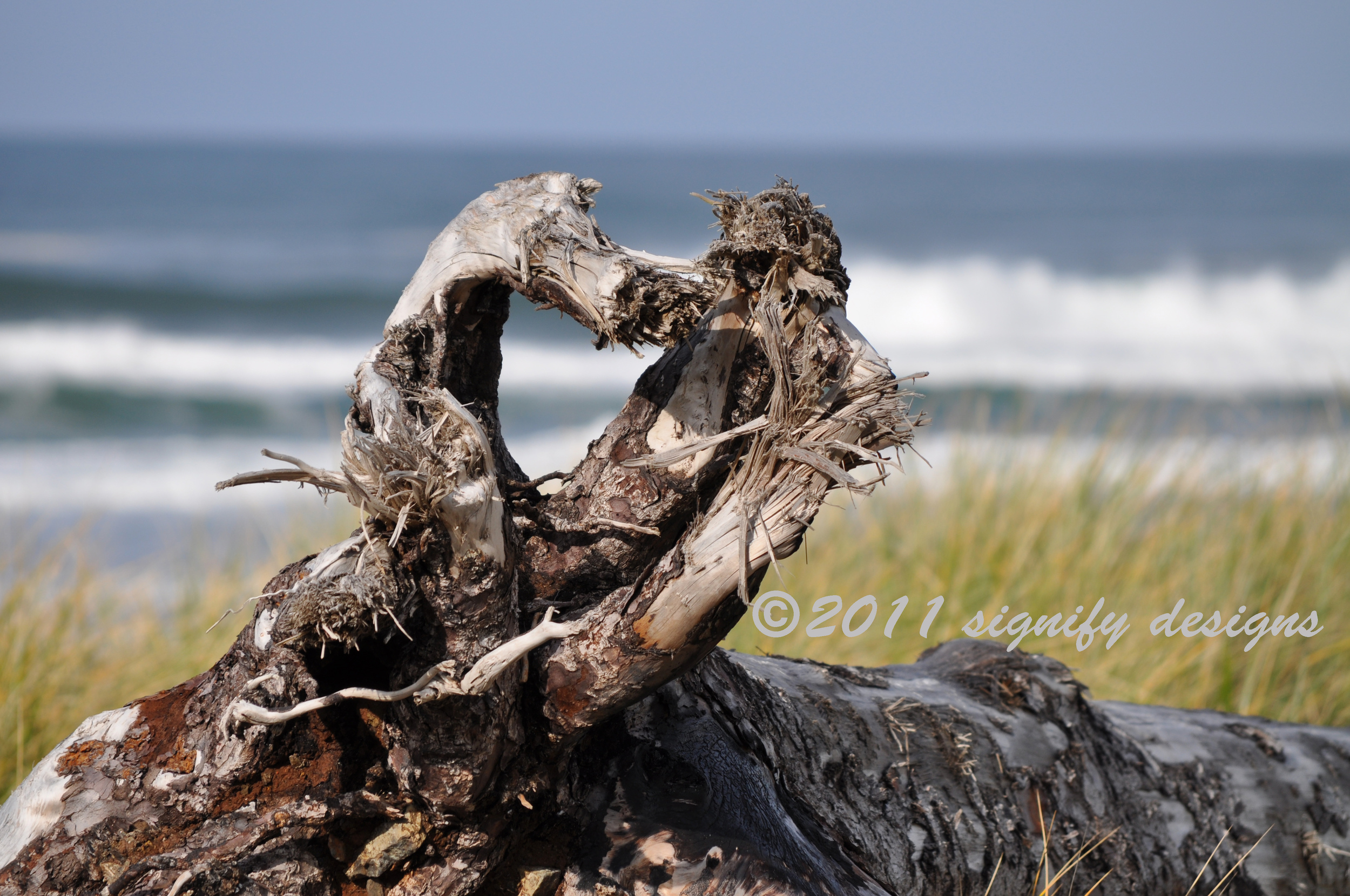     
 800x600 
    I happened upon this fallen tree at the Oregon Coast, whose upturned roots were in the shape of a heart. It was so remarkable to me that God would put reminders of his love even in the roots of trees! His promises are over all crea