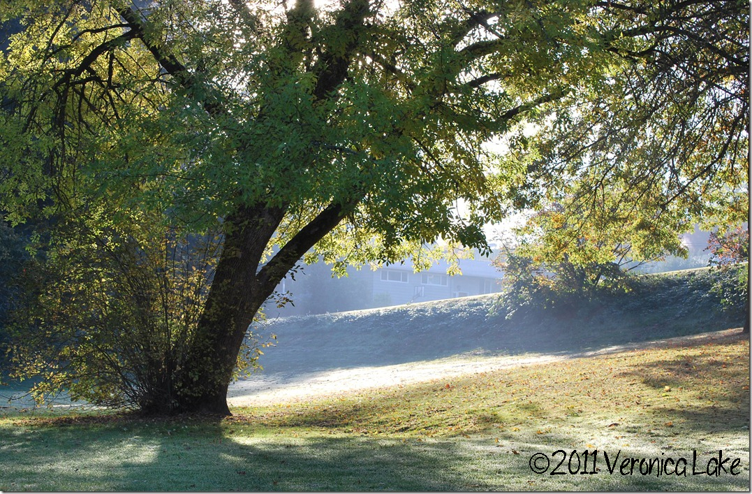     
 800x600 
      I was walking in the park one beautiful Fall morning talking to the Lord, and couldn’t help notice this amazing sight! The Son has come to give us life (just like these trees); and when he shines his light on us, we are forever c