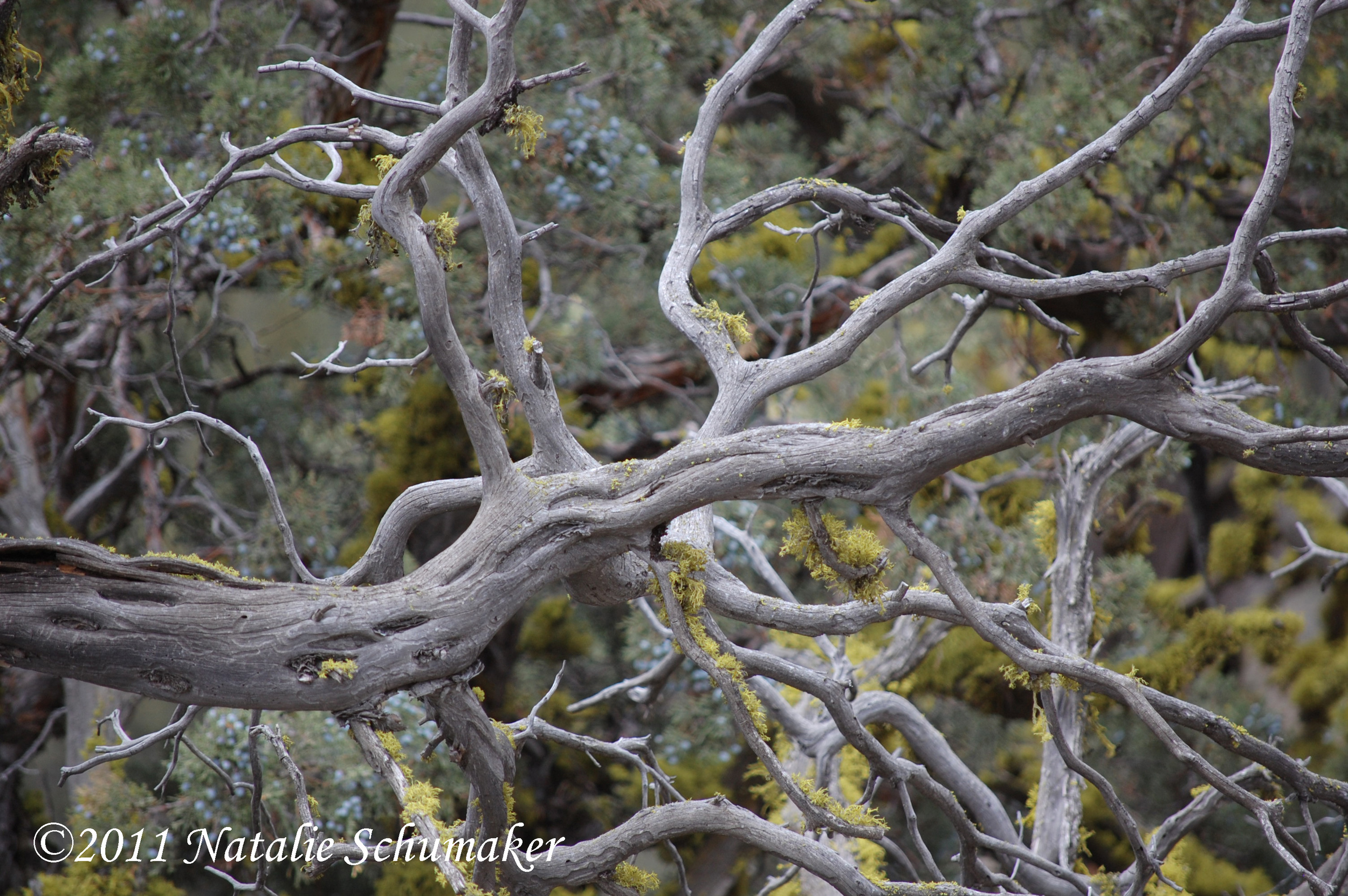     
 800x600 
      Bleached and gnarly branches show the high price of the wind and the rain. Out of the elements comes the beauty and refinement. 