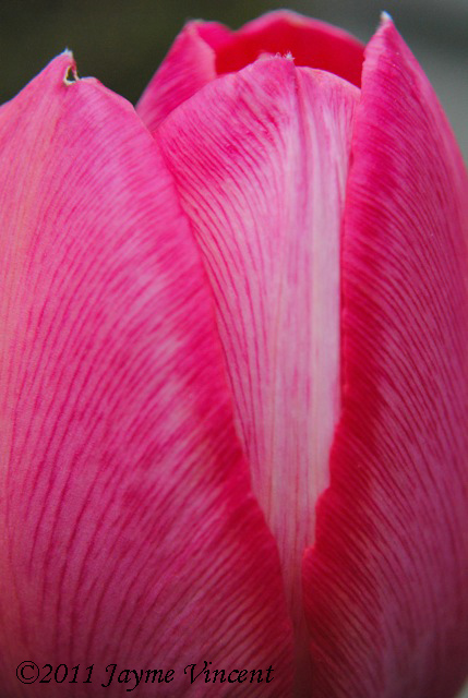     
 800x600 
      This tulip illustrates God's gentle touch in the ordinary things of every day life. If God cares enough to gently open the petals of a tulip each morning, then surely his gentle touch is also guiding each and every step we take i