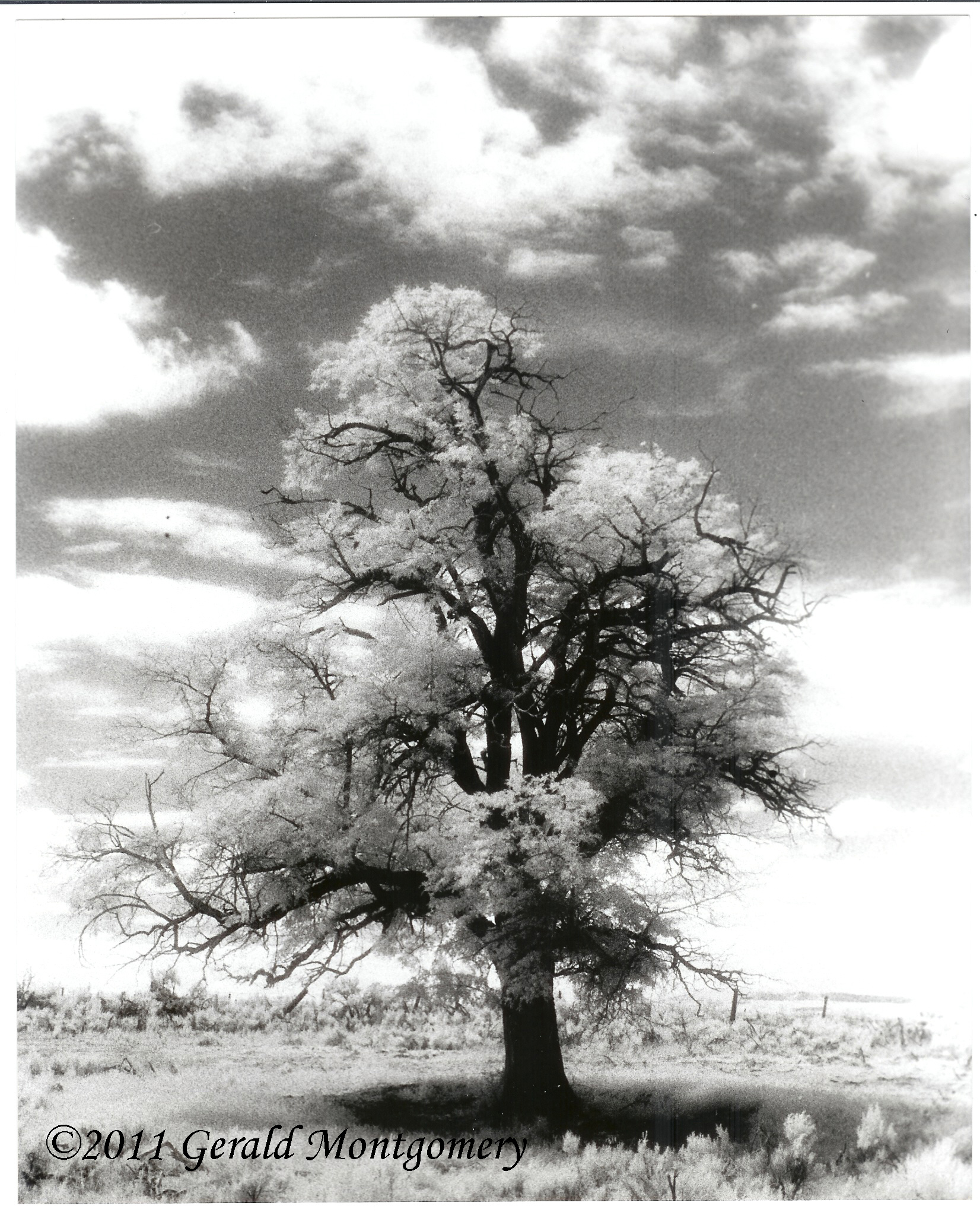 800x600
A solitary tree, a stalwart reminder of the strength of God against the forces of the World. In a world of difficult times, a single tree can stand and flourish against the attacks of the world. A single tree, a voice in the vastness of the world, calling out, crying to the people, to be rooted in the Lord, not to be blown like the grasses and sagebrush against the fences of death, but to prevail in the strength of our God. A voice of hope, a shelter for those who seek the shade of its branches. A voice to shout out the glory of the Lord.