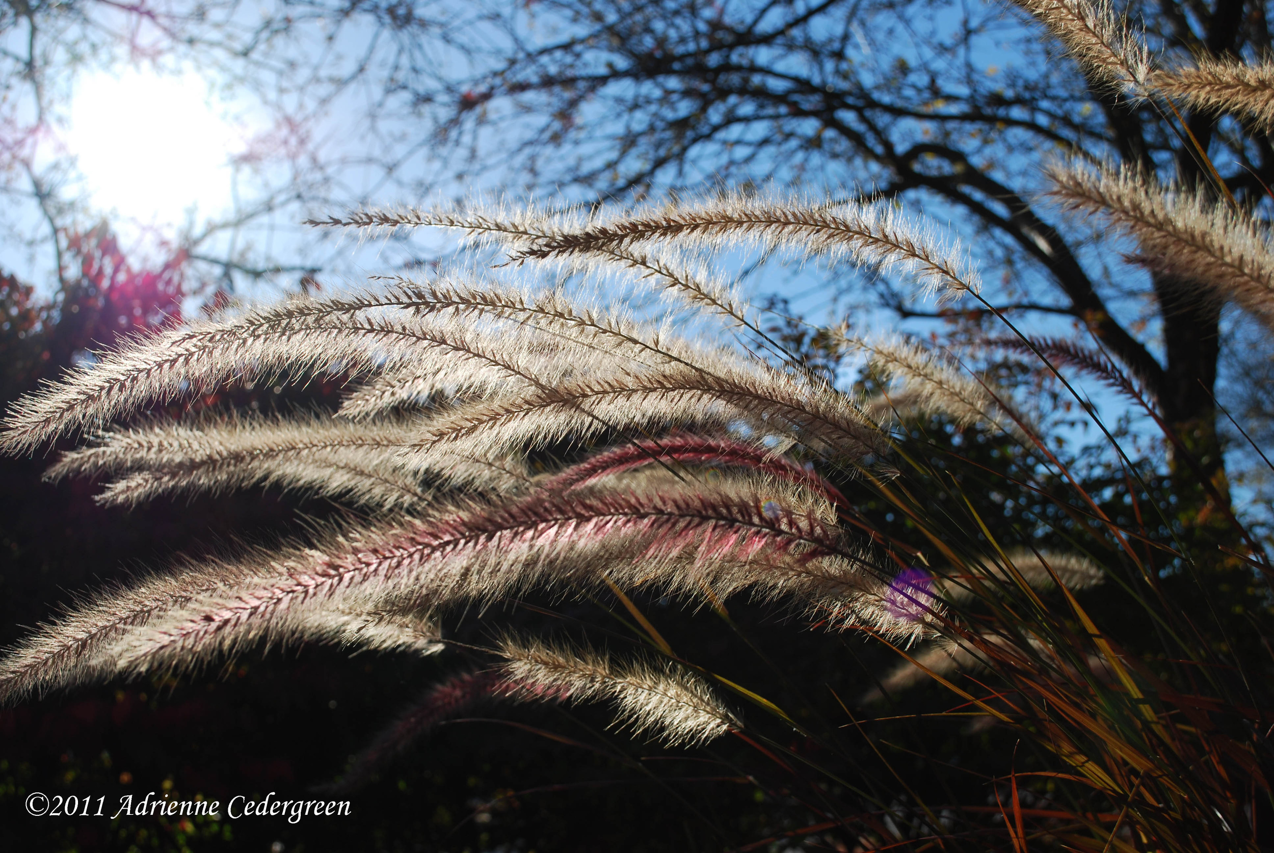 800x600
This photo was taken on the corner of an intersection in the heart of downtown. I love the peaceful beauty of it, and the fact that it’s where one would find it unlikely, and it may often go unnoticed or taken for granted. Sunshine always reminds me of God’s presence, and the wonderful glow it gives to the grass feels like God’s glory. This photo reminds me that God is always present, even where we least expect it, and we can experience His glory if we just take the time to notice it.