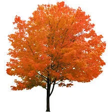 autumn tree.jpg
