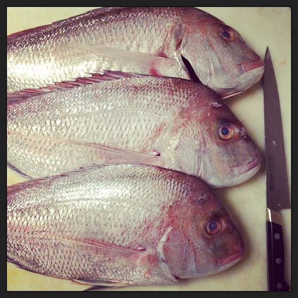 Hey there pretty boys #snapper #butchery  (at Luce)