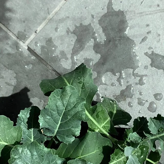 Broccoli is a funny word.