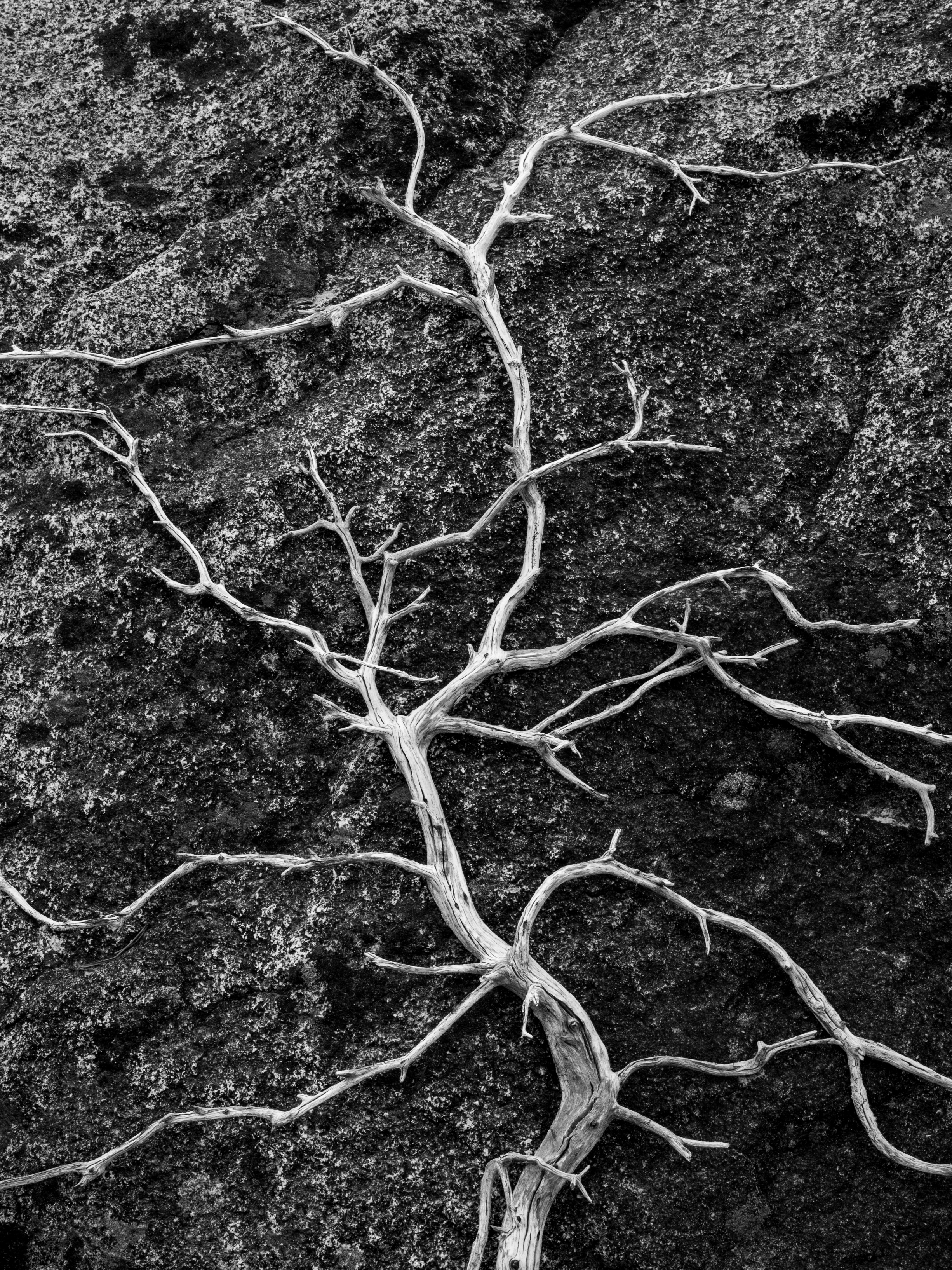 Dead Manzanita on Granite