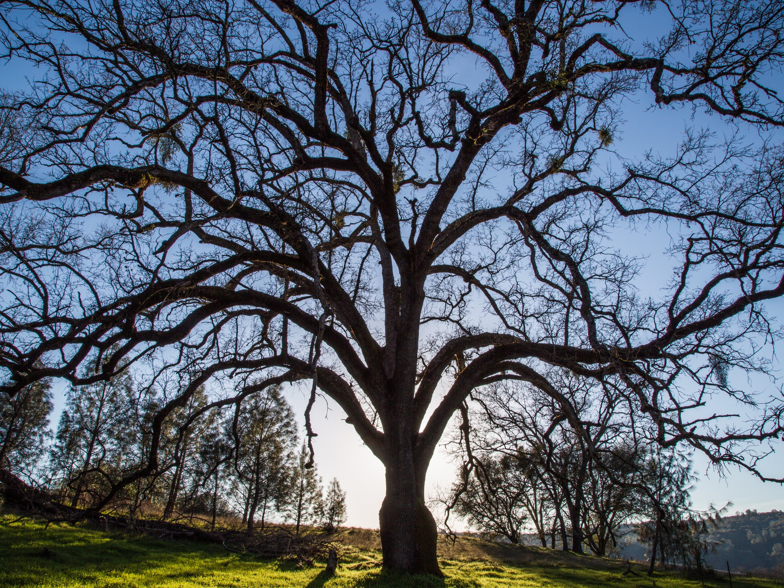 Solitary Oak Late Afternoon, Shingle Springs, CA