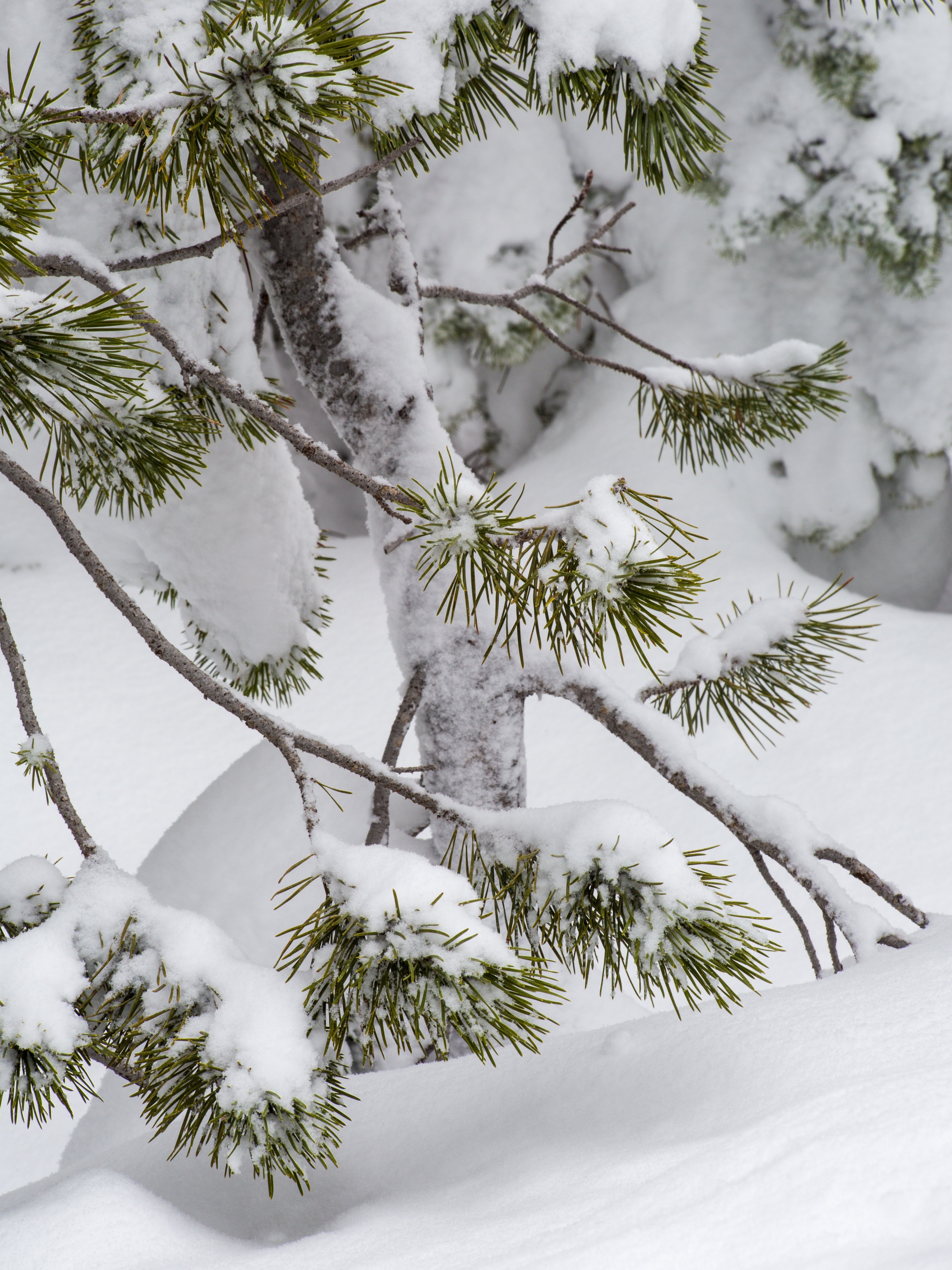 Fresh Snow on Pine Needles