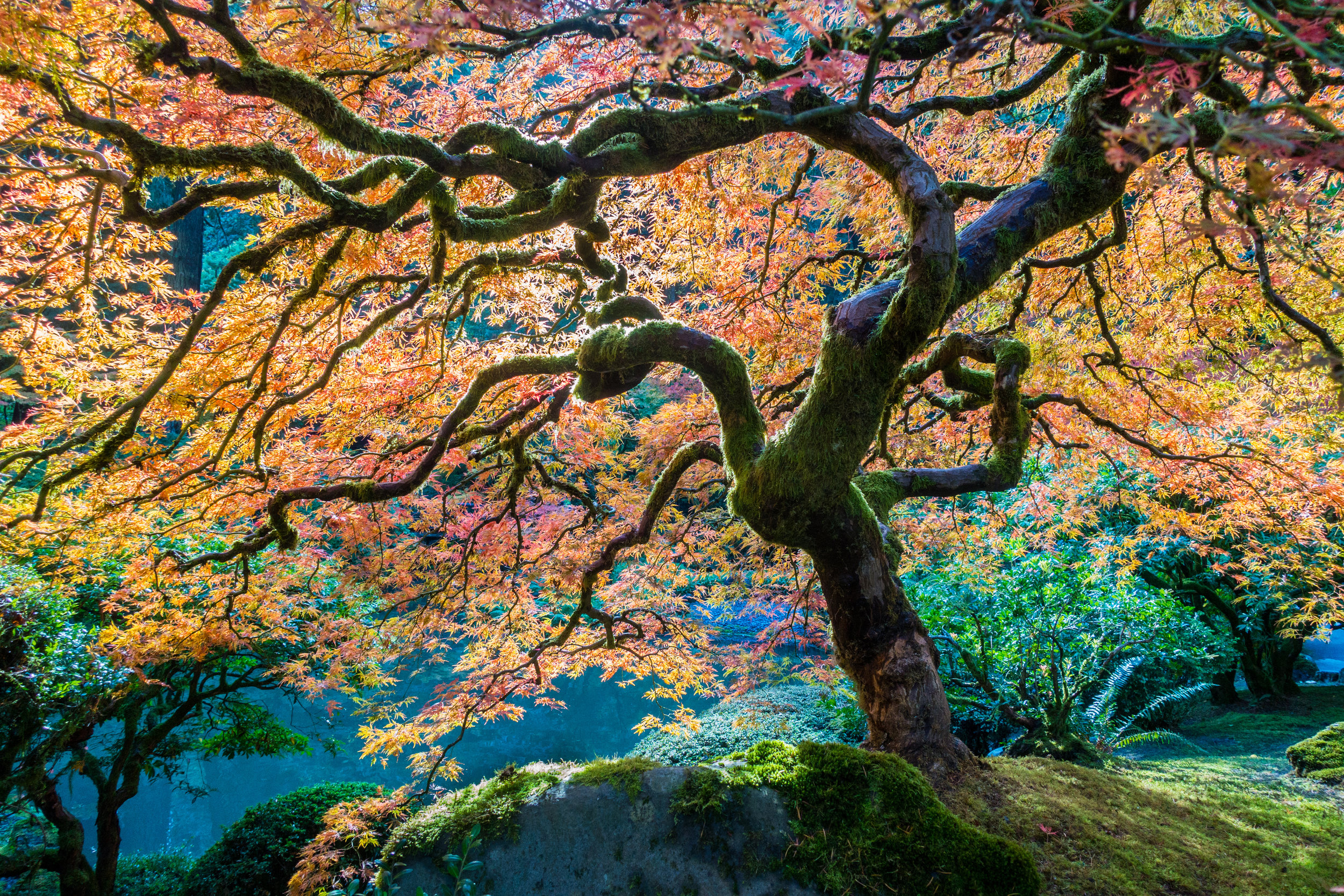 Japanese Garden, Fall