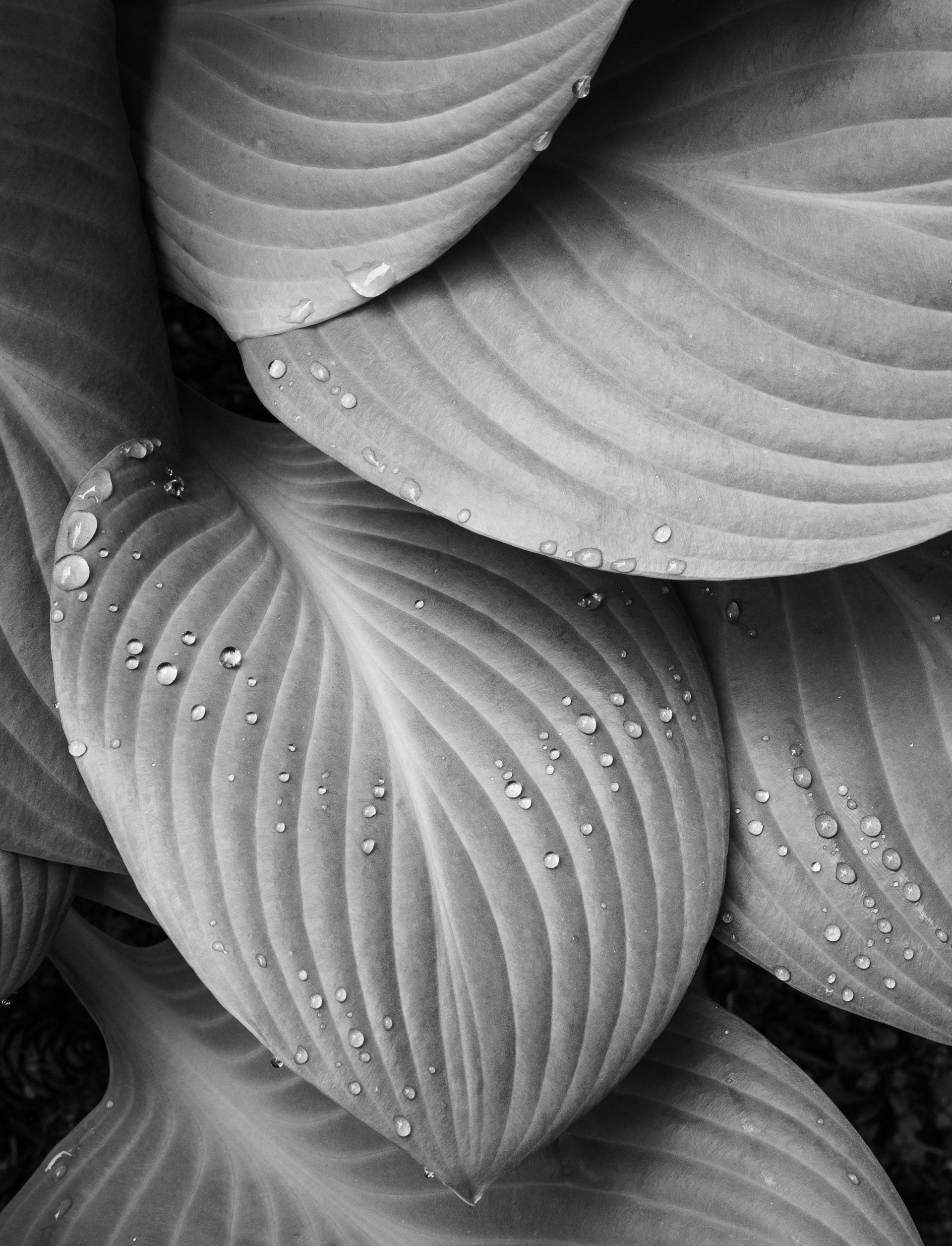 Plantain Lilly after Spring Rain