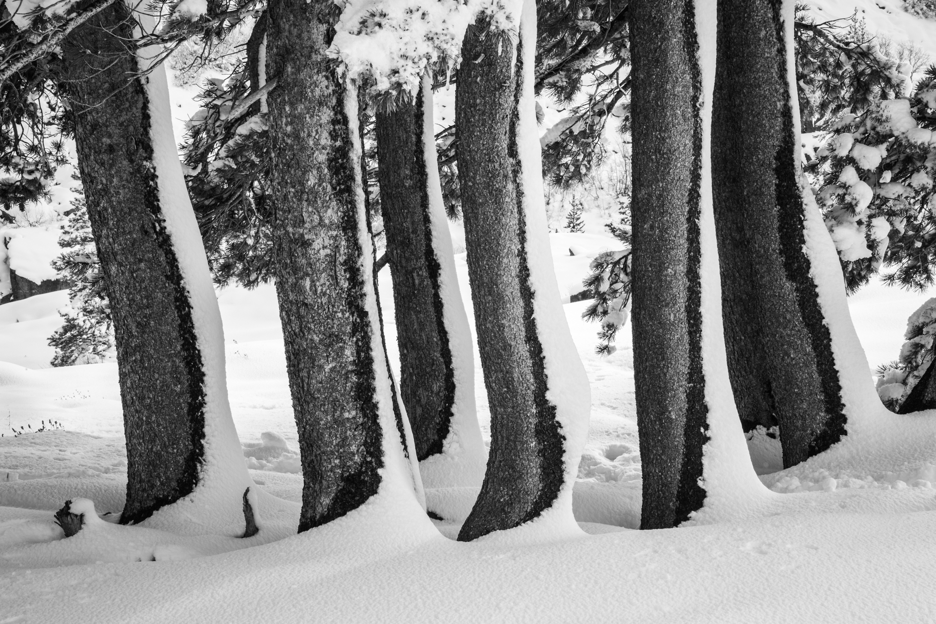 Wind Blown Snow on Pines, Donner Summit