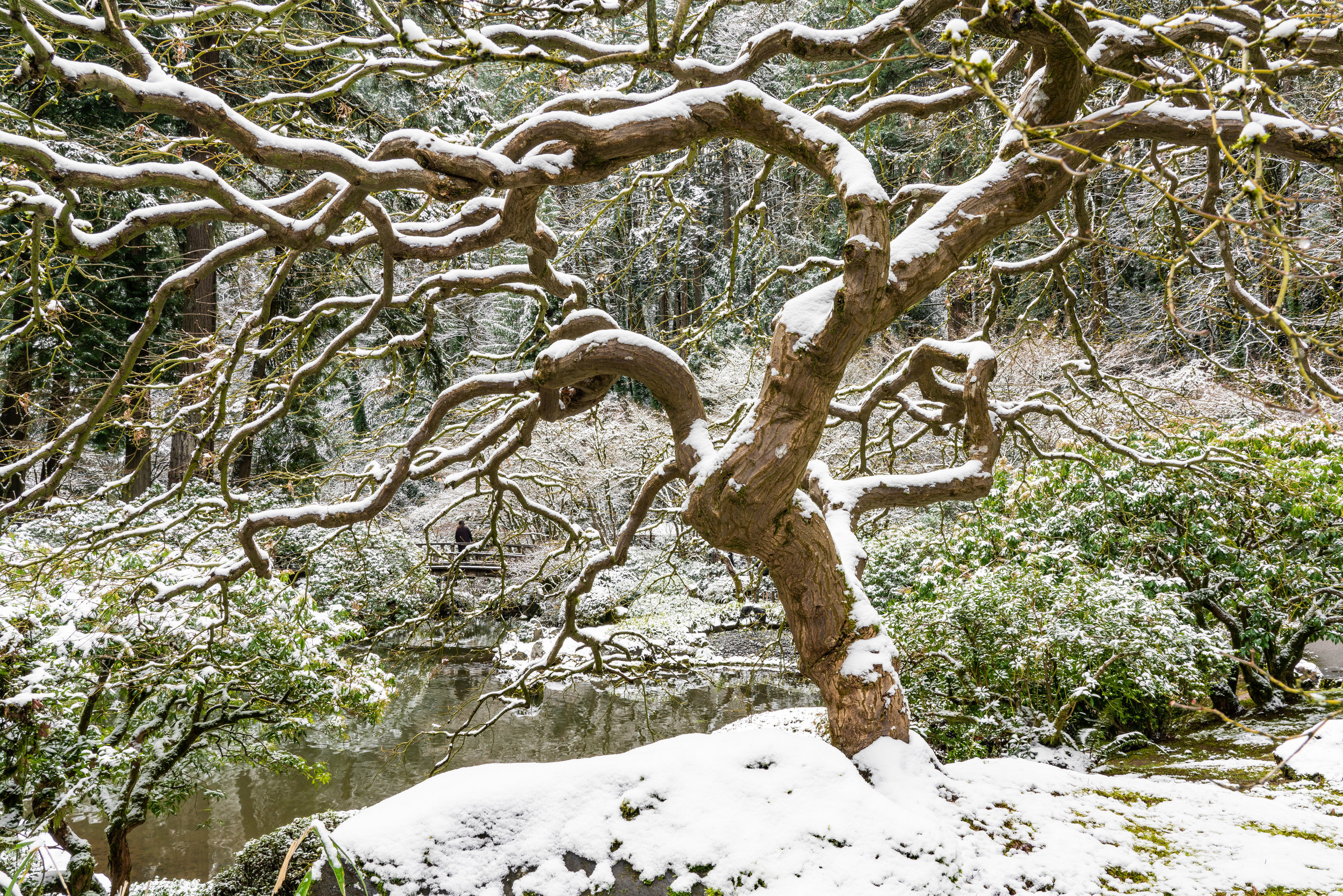 Portland Japanese Garden, Winter