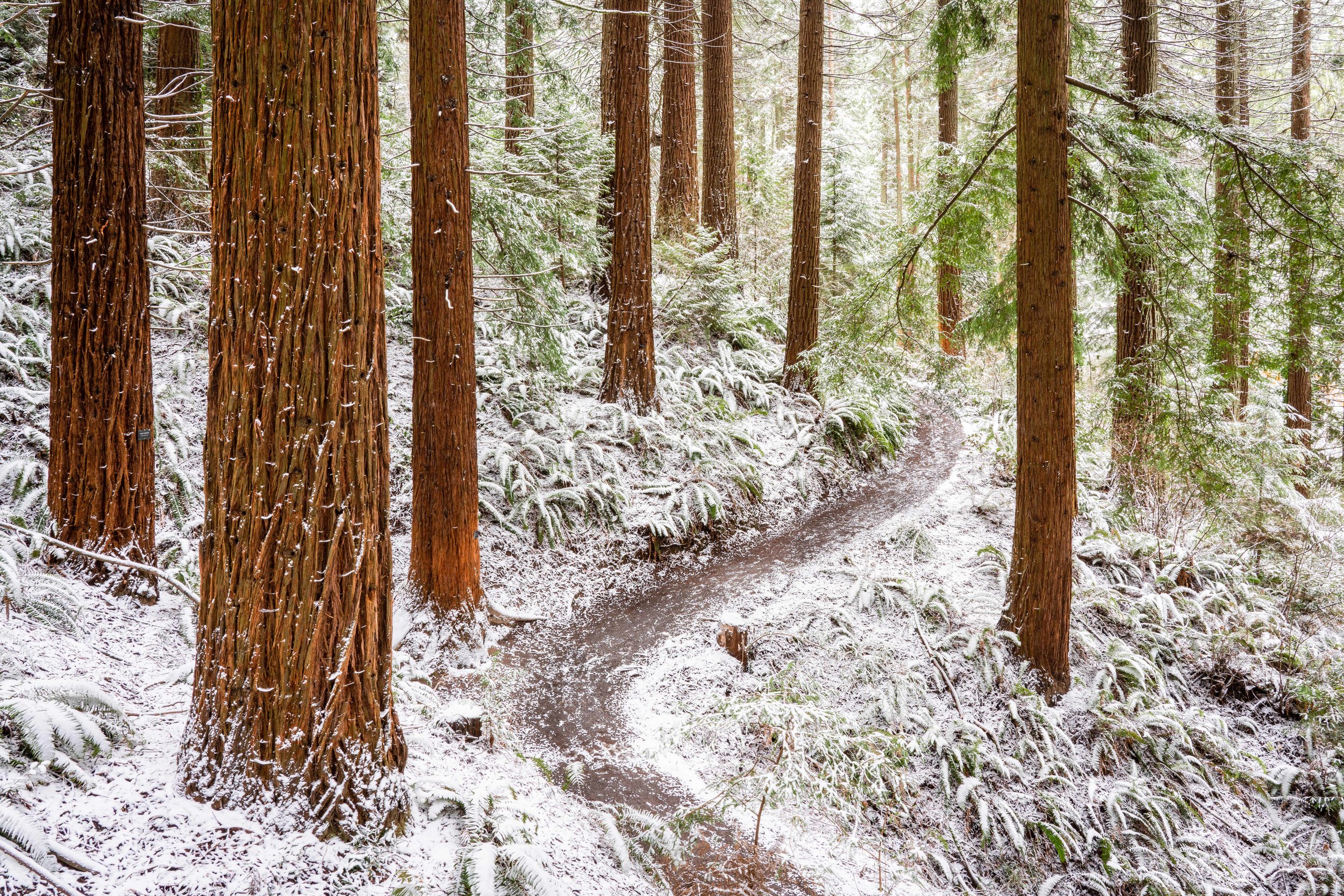 Redwoods in Snow, Hoyt Arboretum