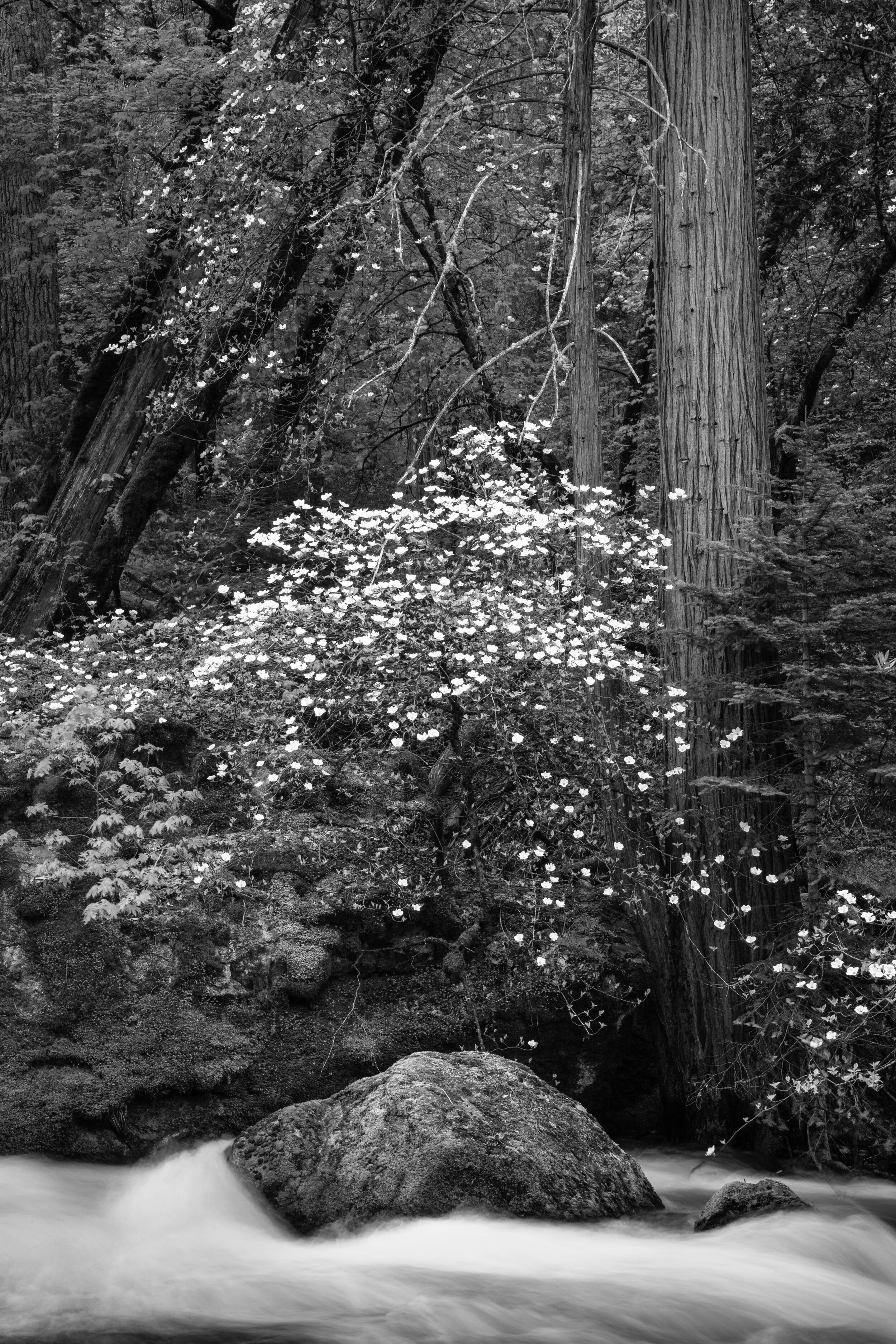 Dogwood, Tenaya Creek