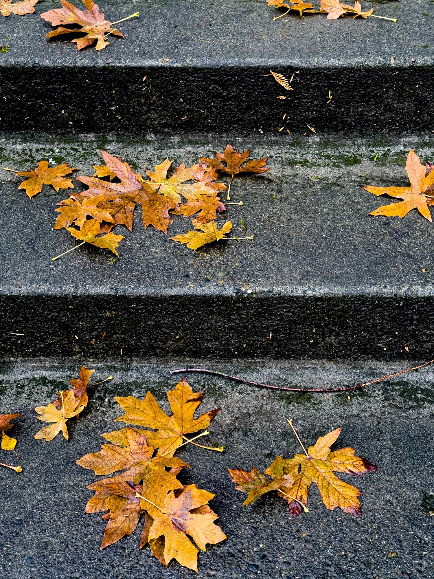 Leaves on Stairs
