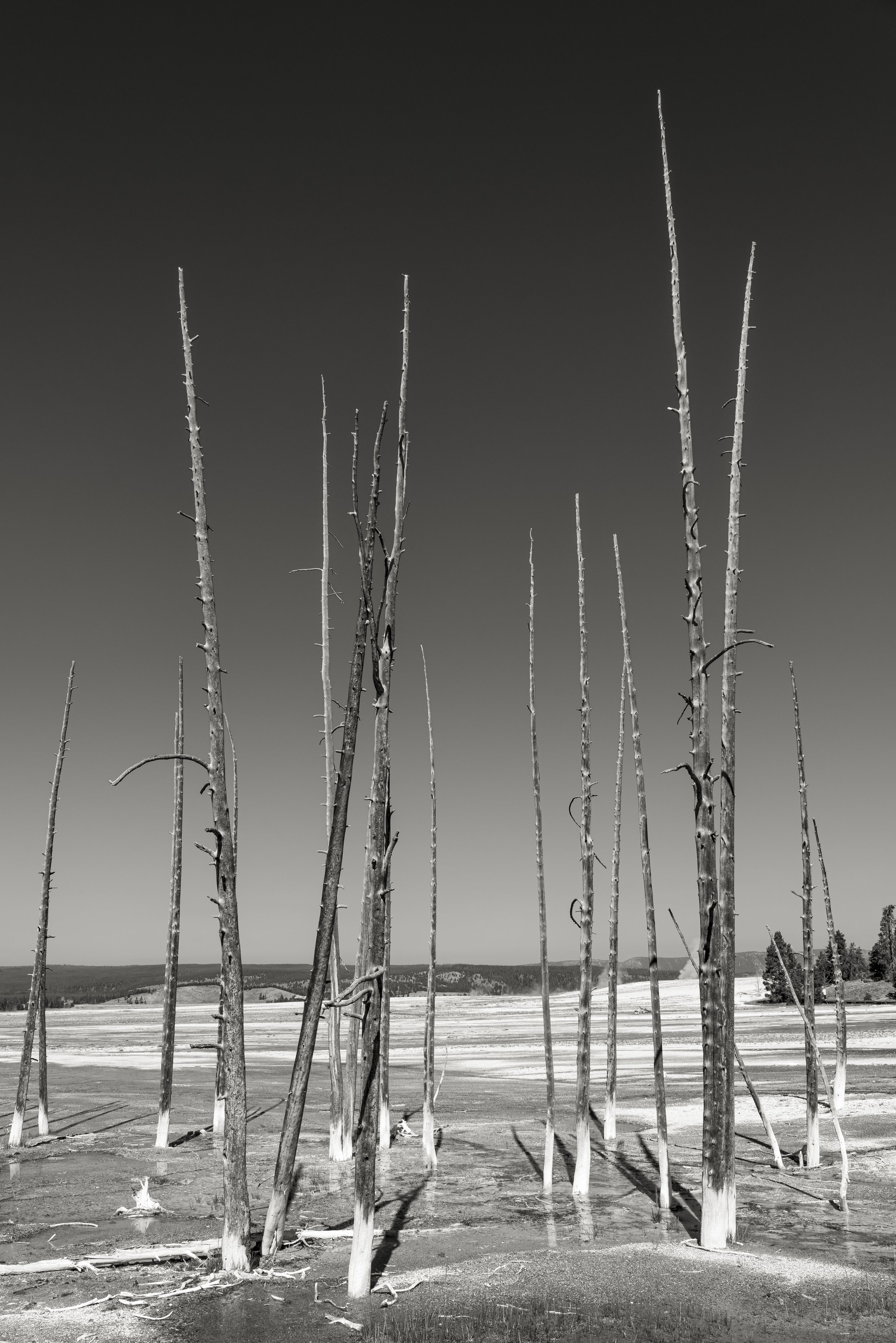 Dead Pines, Yellowstone