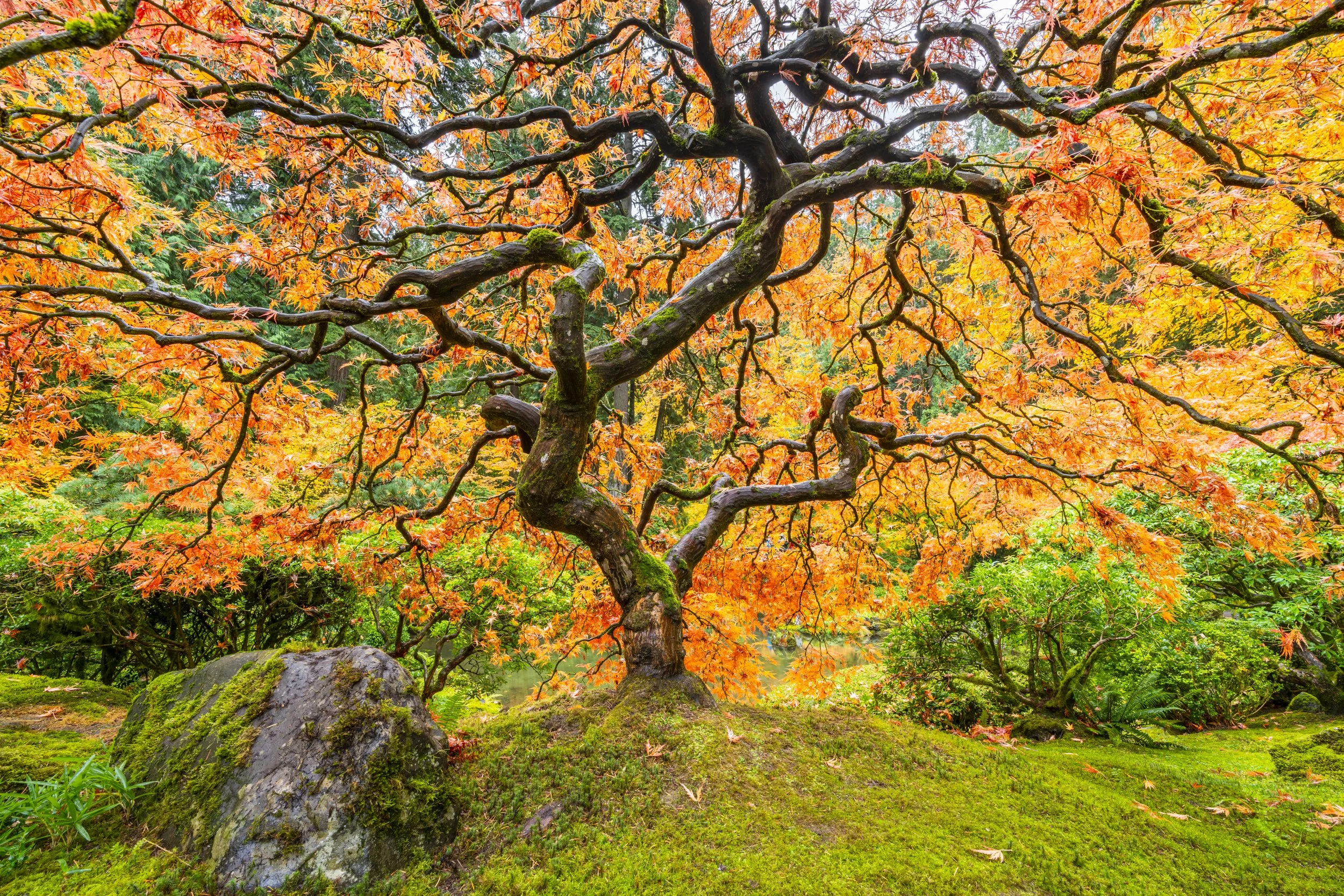 Japanese Garden Maple