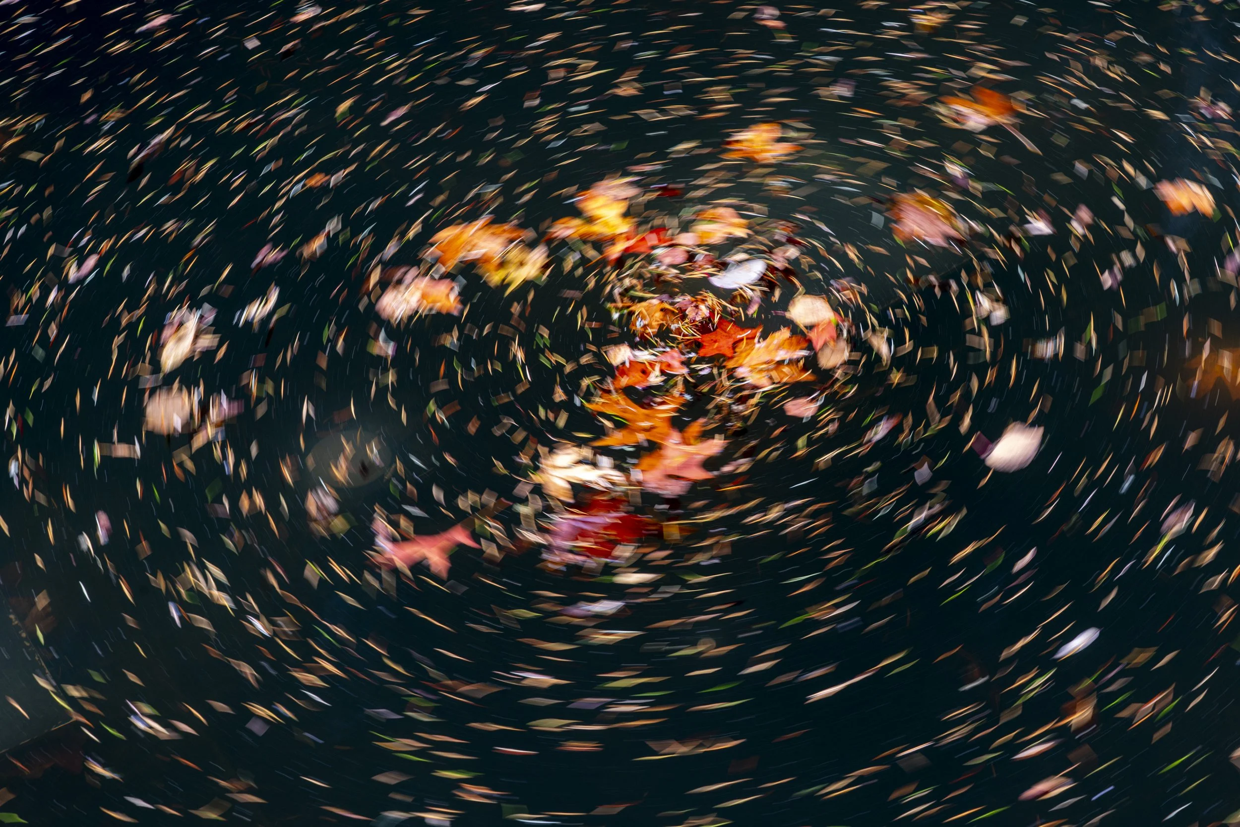 Leaves in Pond