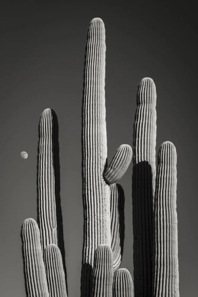 Saguaro and Moon
