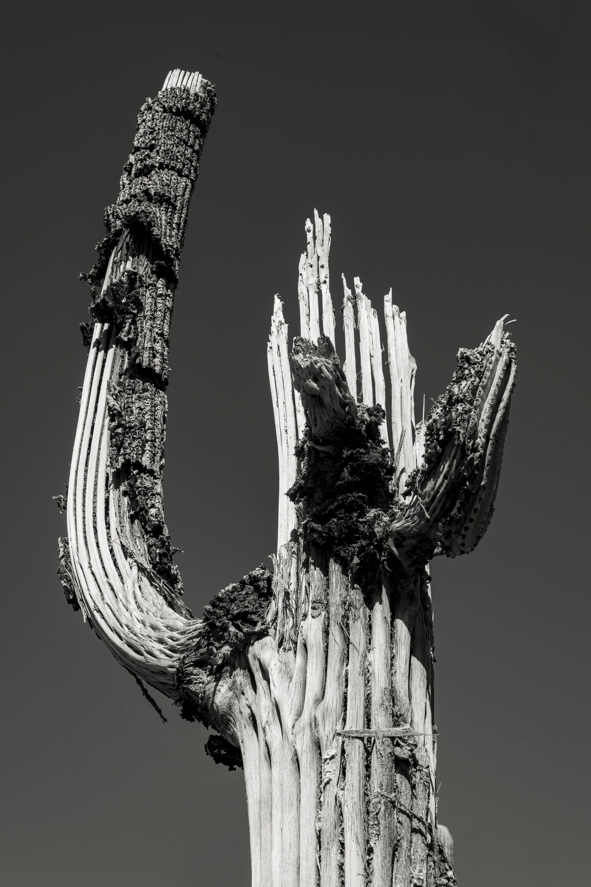 Saguaro Skeleton